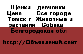 Щенки - девчонки › Цена ­ 2 - Все города, Томск г. Животные и растения » Собаки   . Белгородская обл.